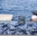 A pile of freshly caught fish is laid out on a flat surface by the water. Behind them, a small display advertises that various payment cards are accepted. The background shows a calm, blue body of water with several white birds floating in the distance.