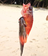 A bright red fish with large eyes hangs from a fishing line held by an unseen person. Another smaller, darker fish is also on the line. The scene is set on a sandy beach with trees in the background.