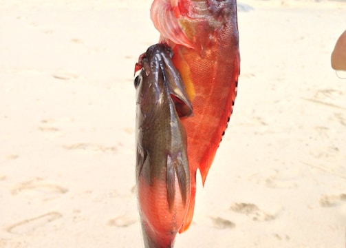 A bright red fish with large eyes hangs from a fishing line held by an unseen person. Another smaller, darker fish is also on the line. The scene is set on a sandy beach with trees in the background.